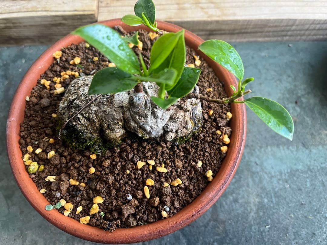 ✨✨✨ガジュマル【◎良品素材】検/珍奇塊根類♪セール品♪