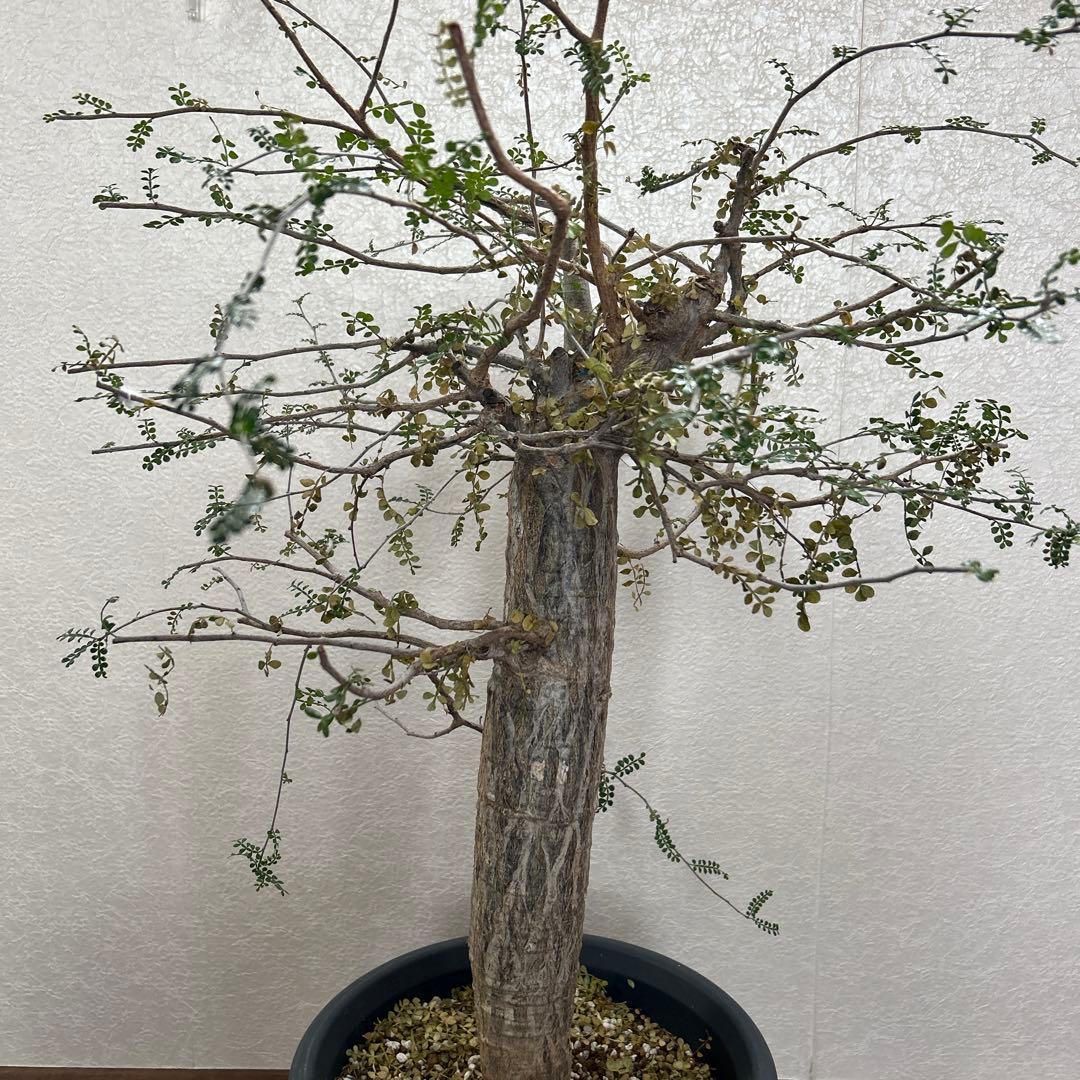 オペルクリカリア　デカリー現地球