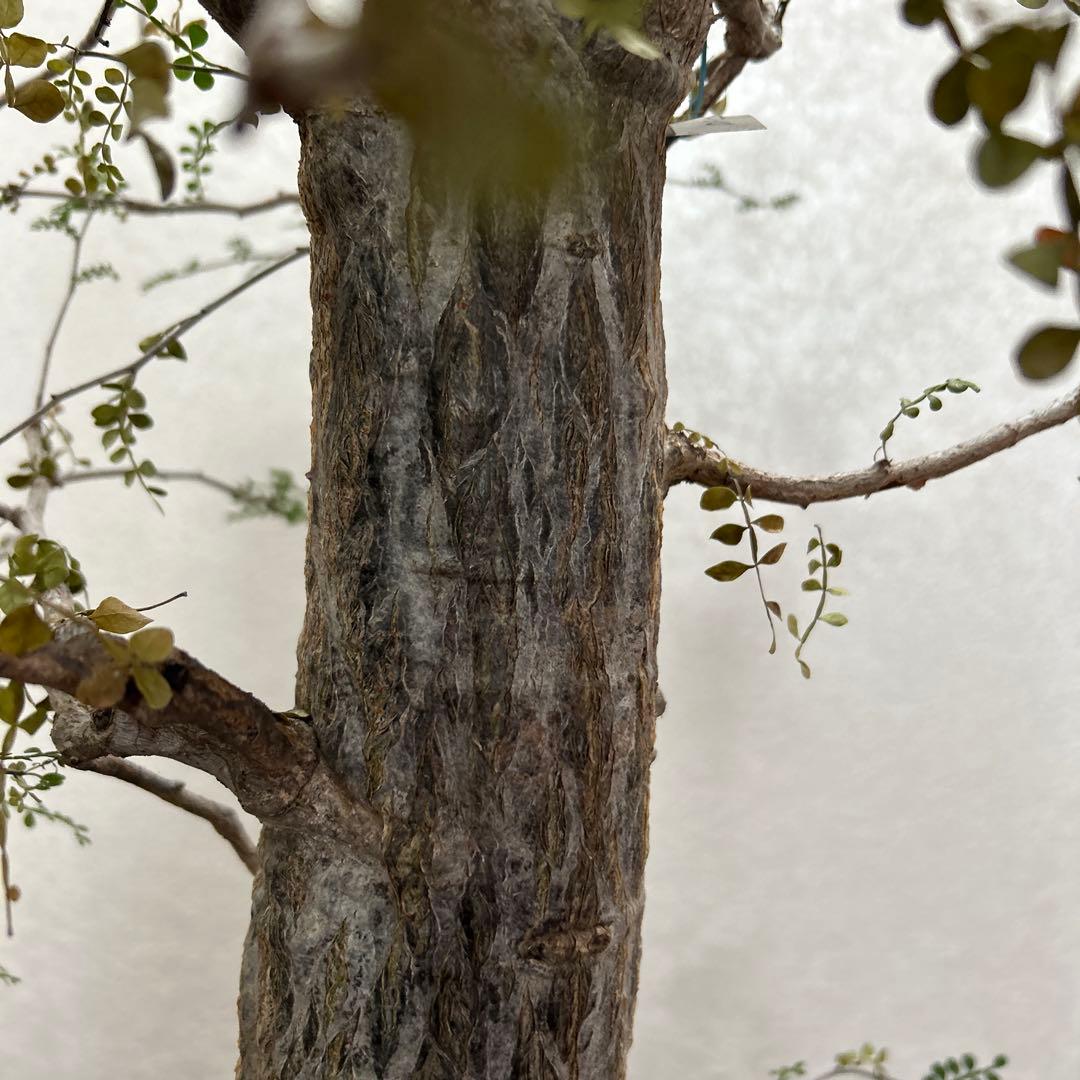 オペルクリカリア　デカリー現地球