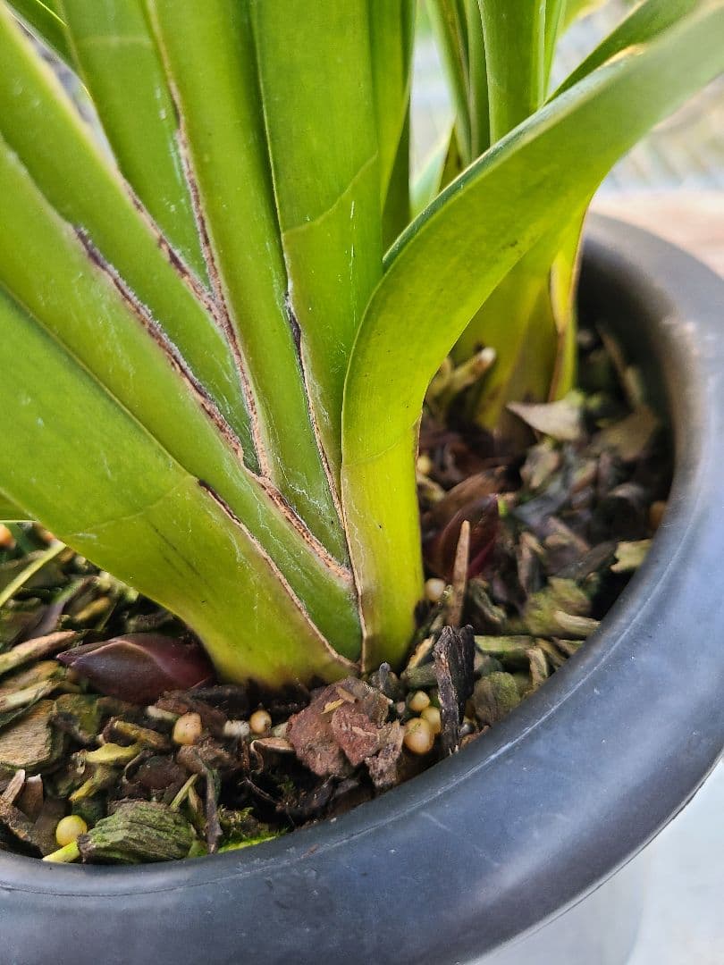 フォアゴットンフルーツ。花芽合計12個。5鉢セット。蜜蜂誘引蘭。日本蜜蜂。