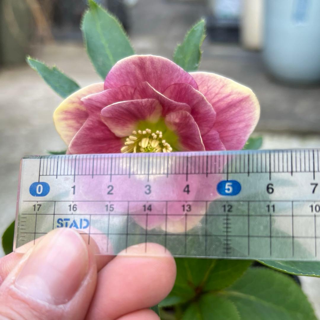 白抜けベインくすみバイカラーdd クリスマスローズ　苗