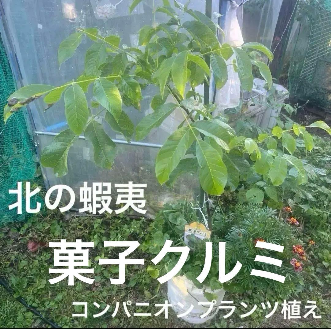 果樹苗木５点セットさくらんぼ　桃　りんご葡萄ブルーベリーハスカップラズベリー