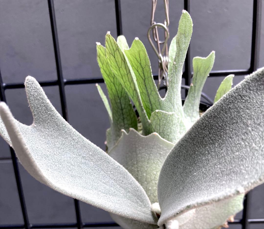 ︎︎︎︎☑︎ P.veitchii wild sp ♯3ビカクシダ 子株 限定1つ