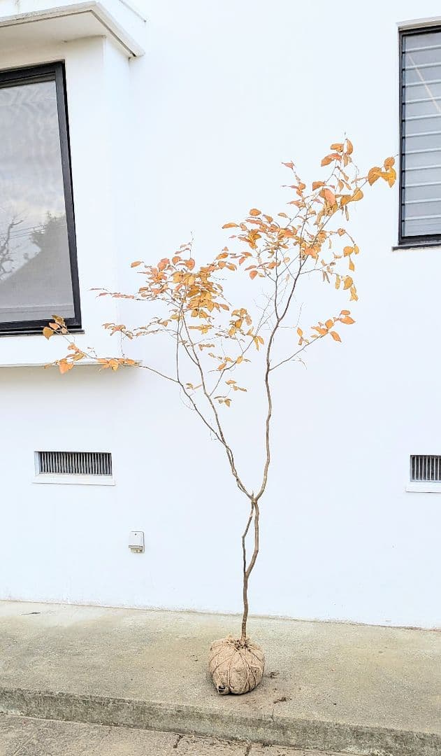 特上暖色。山採りヤマコウバシ。