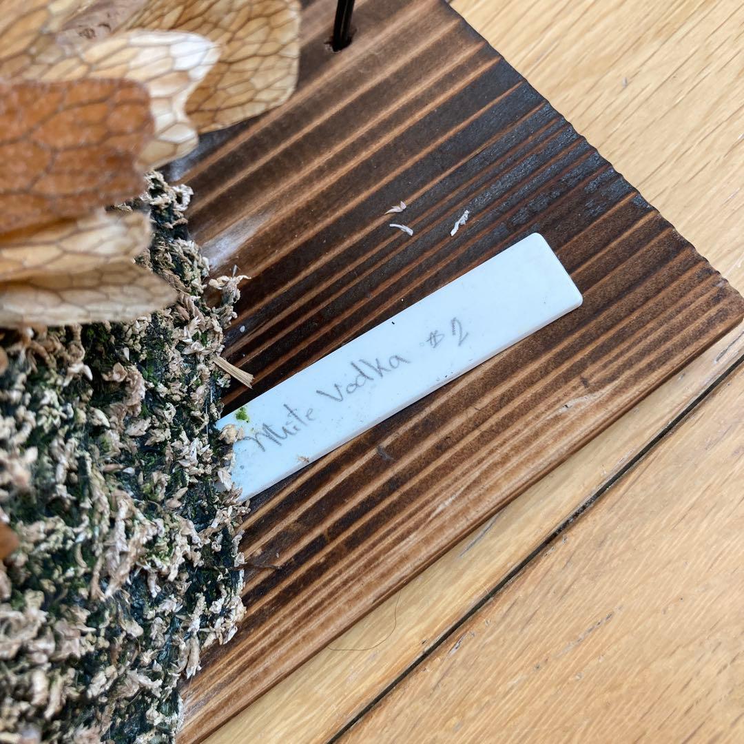 ビカクシダ P.White Vodka #2(from Yot)OC