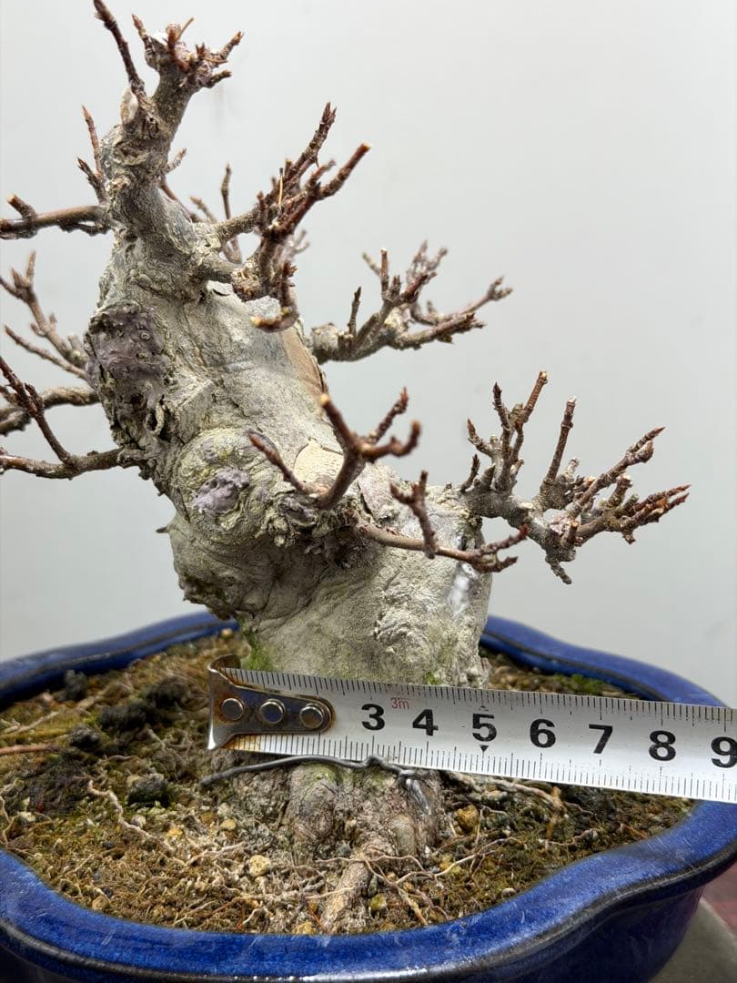 【ガチ盆栽】カエデ　楓　小品盆栽　太幹