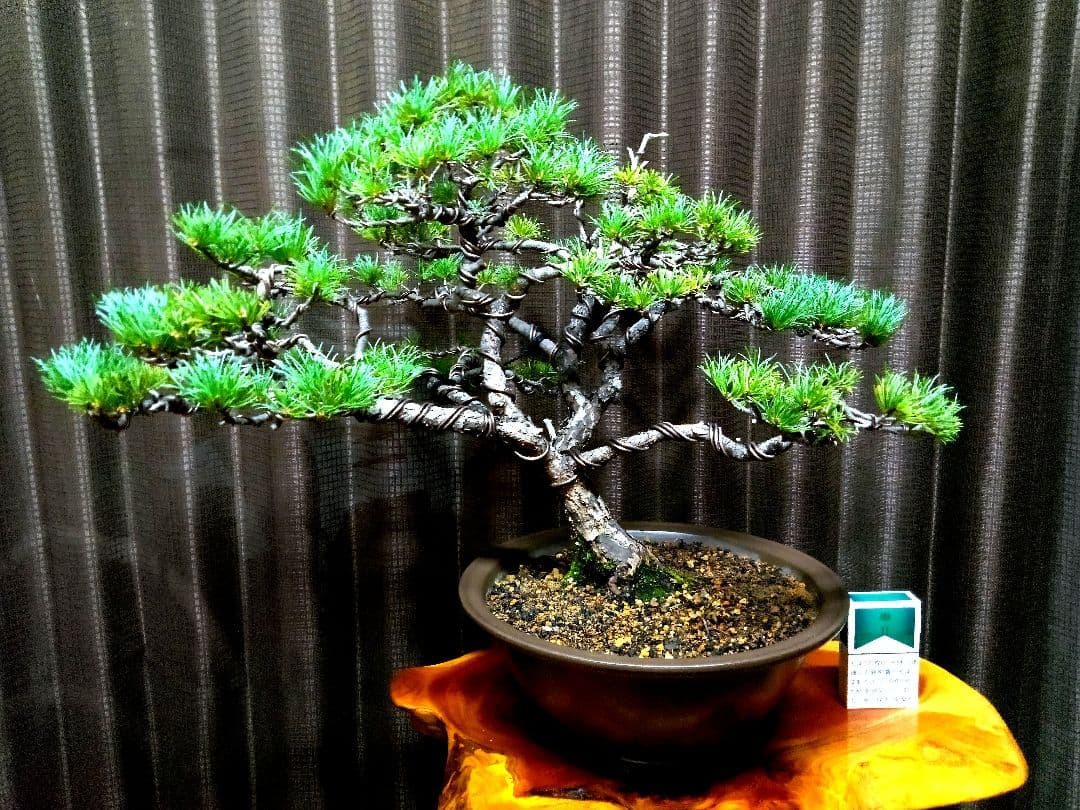 【中品　那須五葉松盆栽】　　　☆葉性抜群、お得品❗