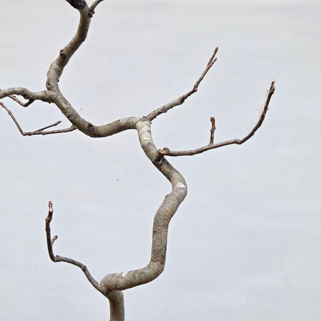 日本カマツカ　[双幹文人風木]　中品盆栽