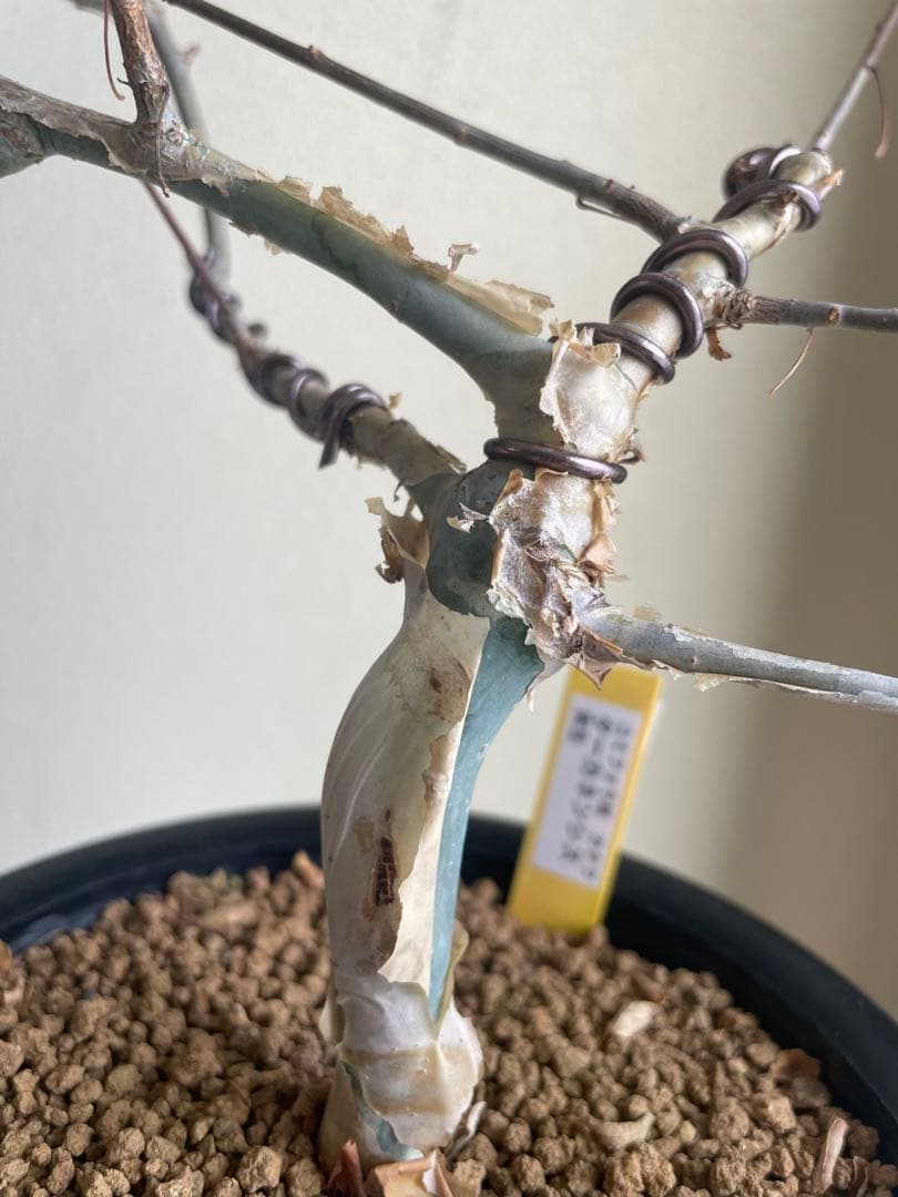 実生コミフォラ カタフ ターカネンシス