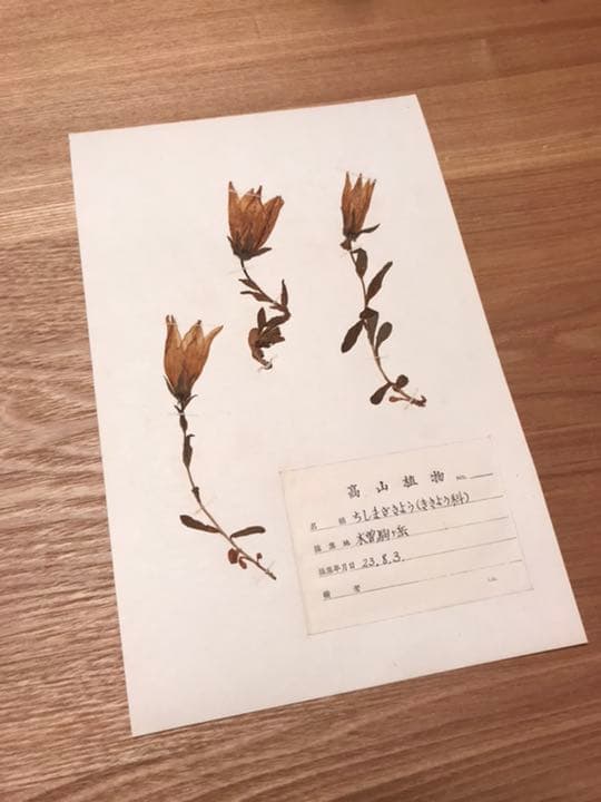 アンティーク　植物標本　高山植物　全57種