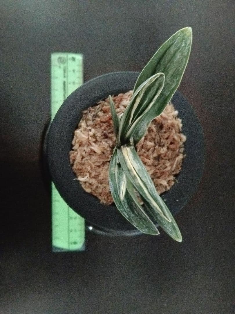 青い鳥万年青「瑞泉」