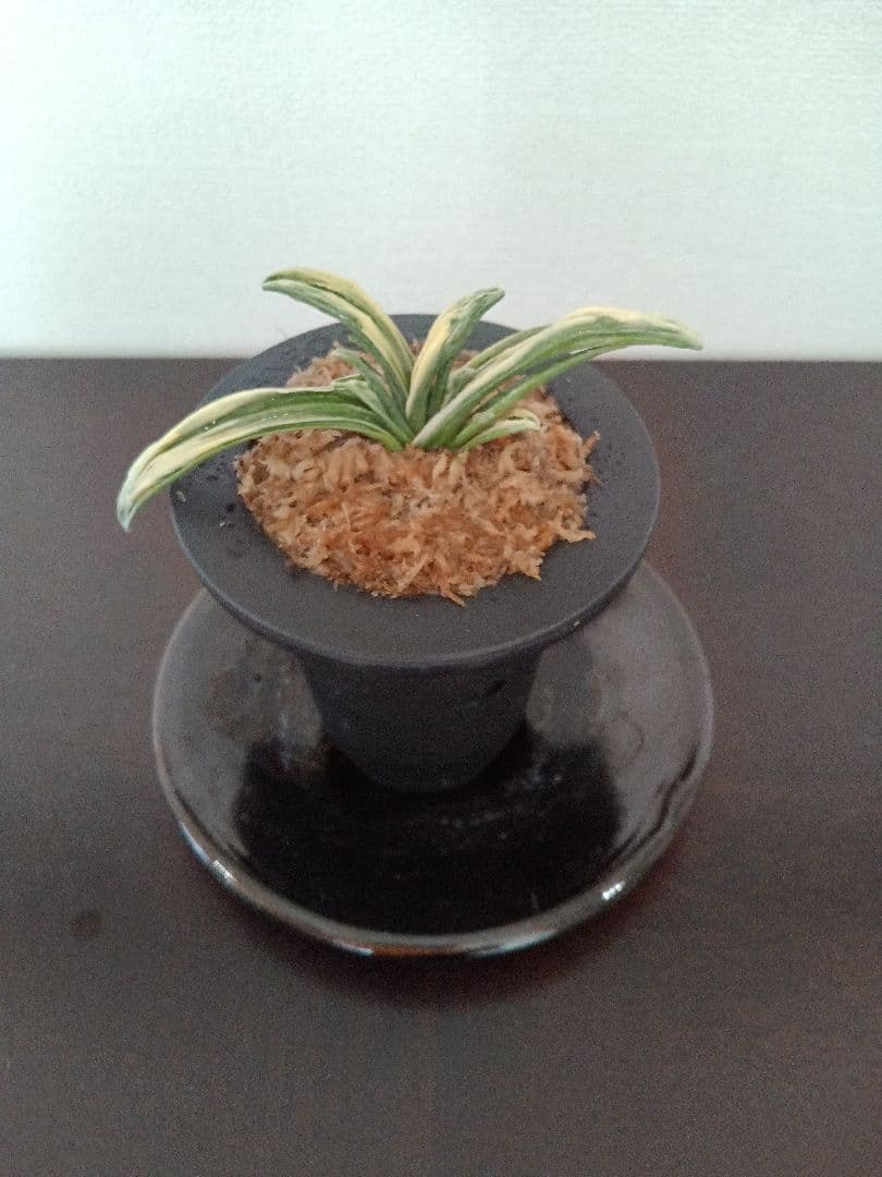 青い鳥万年青「瑞泉」
