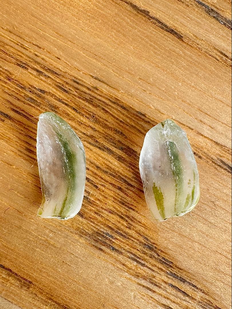 ハオルチア　王蟲　大きめ　葉挿し苗＆ハオルチア　月の恋人　葉挿し苗×2　速達便