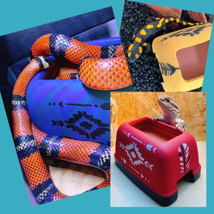 爬虫類 シェルター