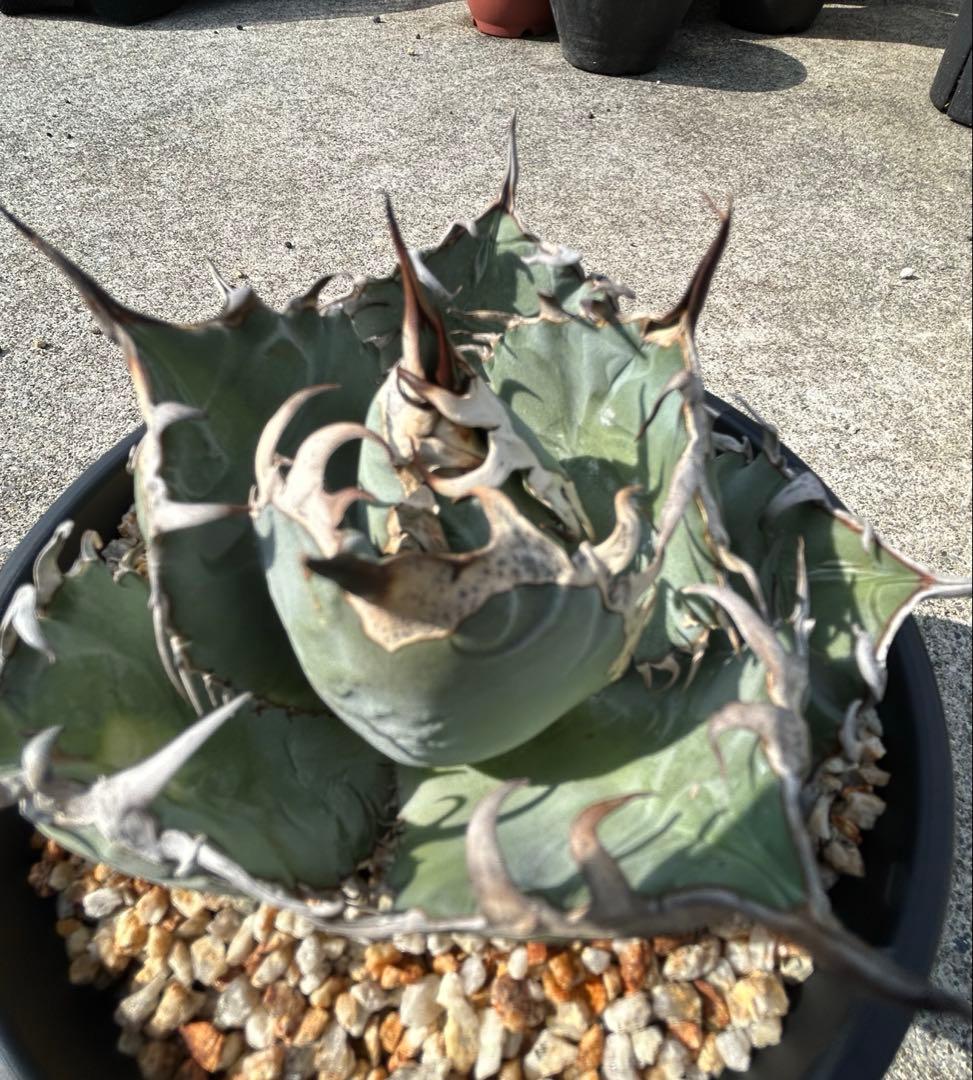 アガベ oaxaca oteroi 青葉 短葉 オアハカ オテロイ