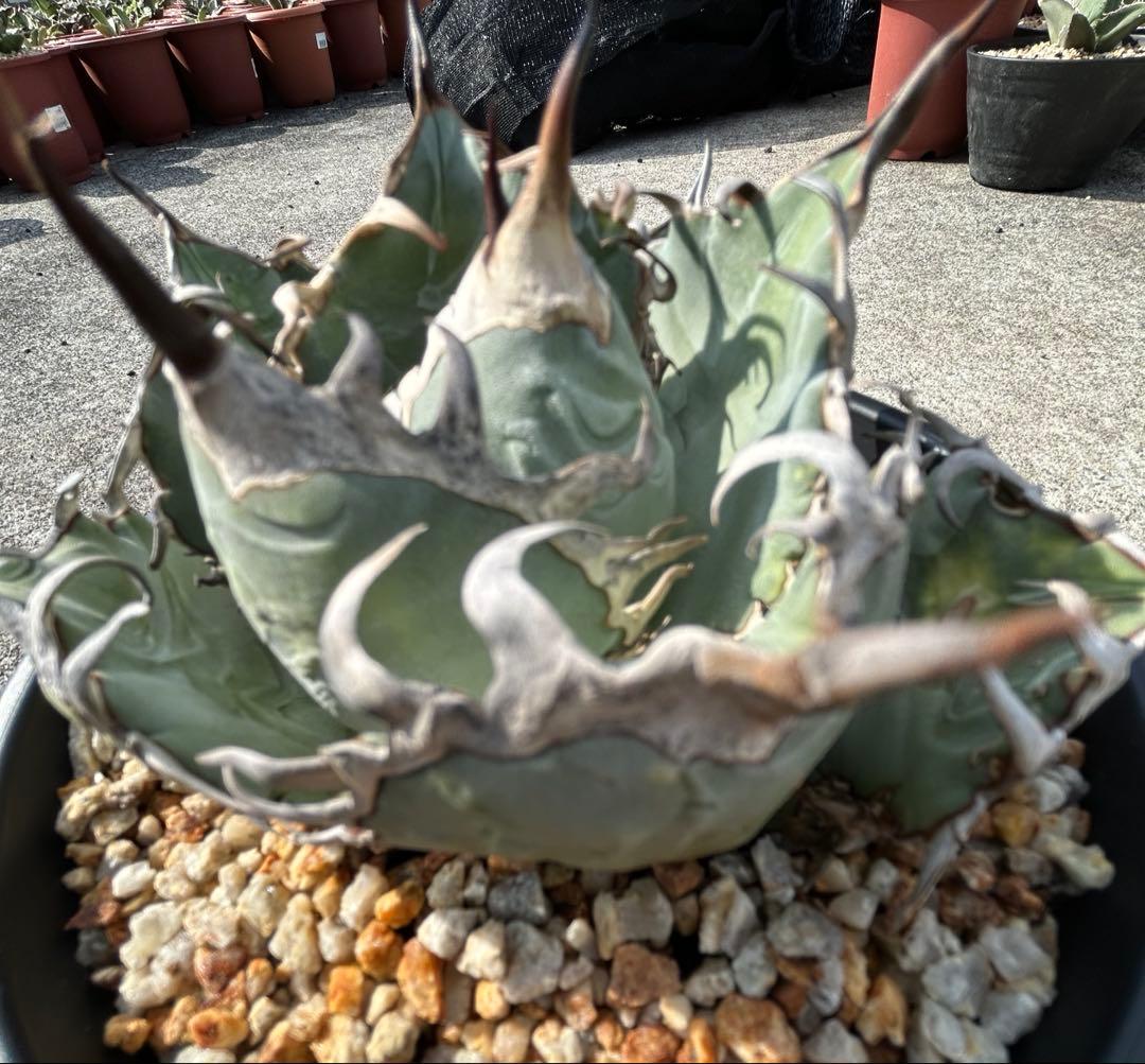 アガベ oaxaca oteroi 青葉 短葉 オアハカ オテロイ