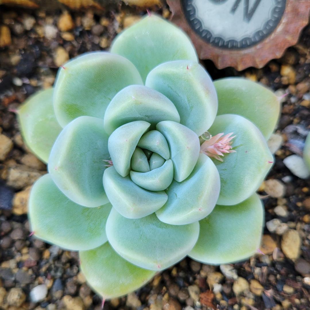 多肉植物　サブリム　◇抜き苗◇