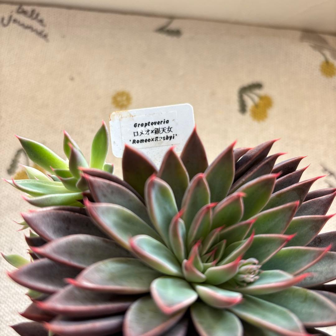 Echeveria、5点セットです(^-^)