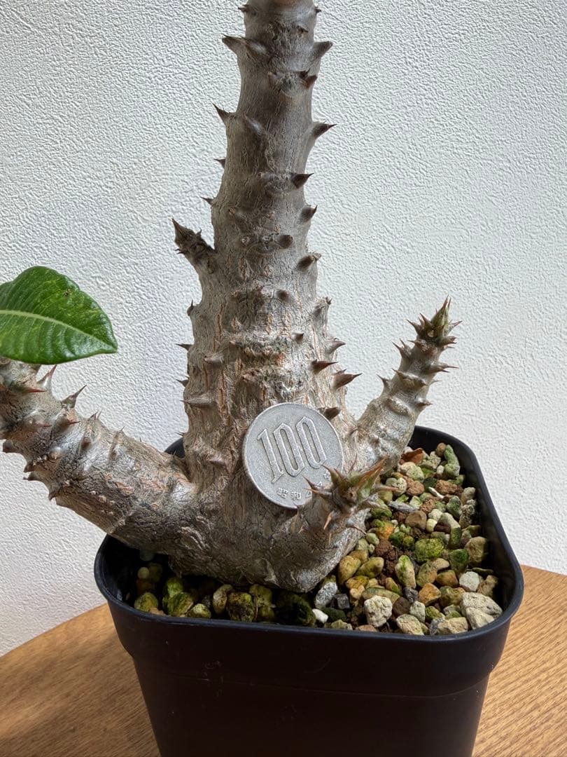 パキポディウム ウィンゾリー　鉢ごと　国内実生株