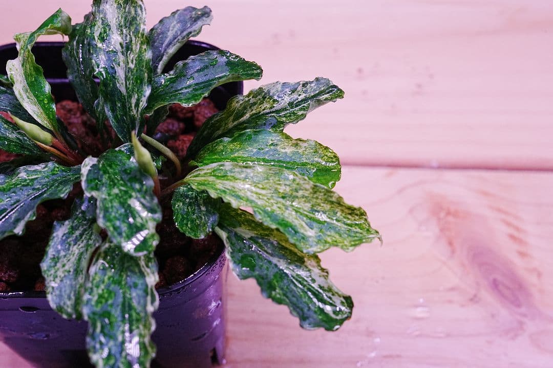 ブセファランドラsp. グリーンウェービー 斑入り バリエガータ　水上葉　無農薬