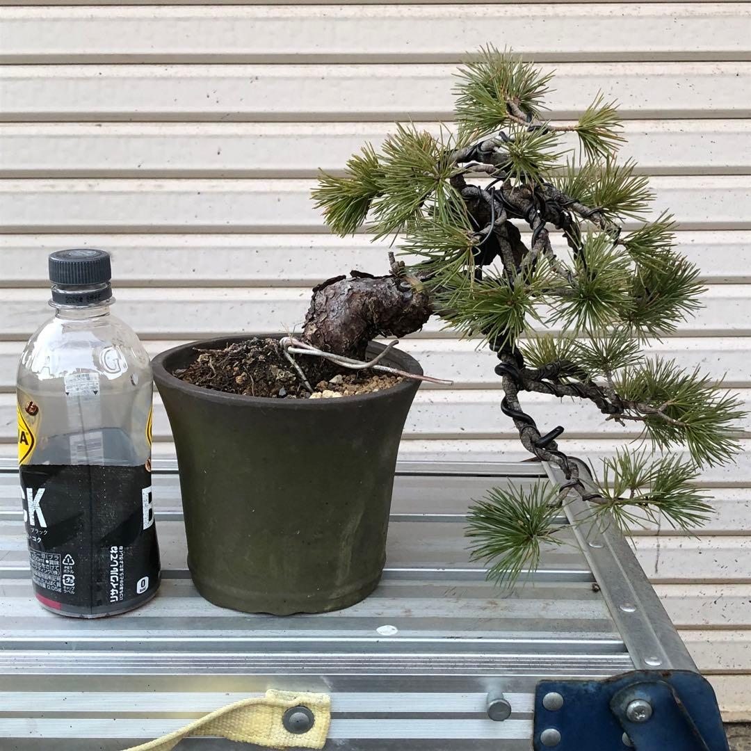吾妻五葉松盆栽　小品