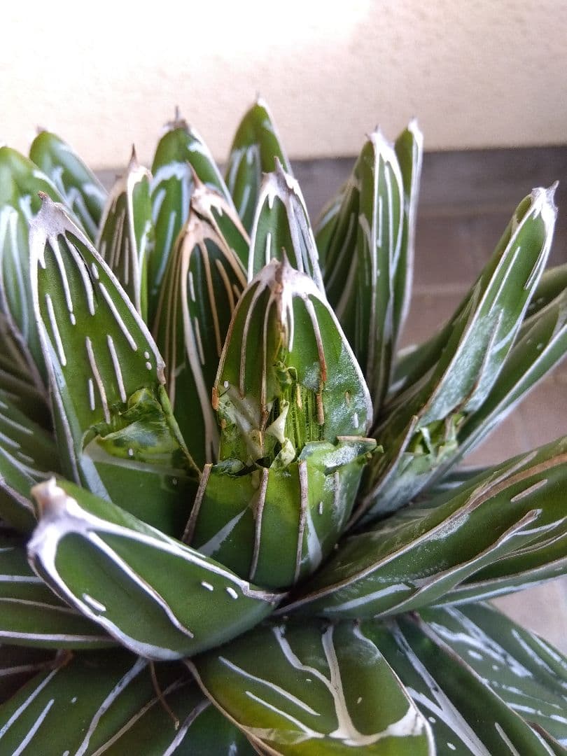 アガベ　笹の雪　23センチ　特選株