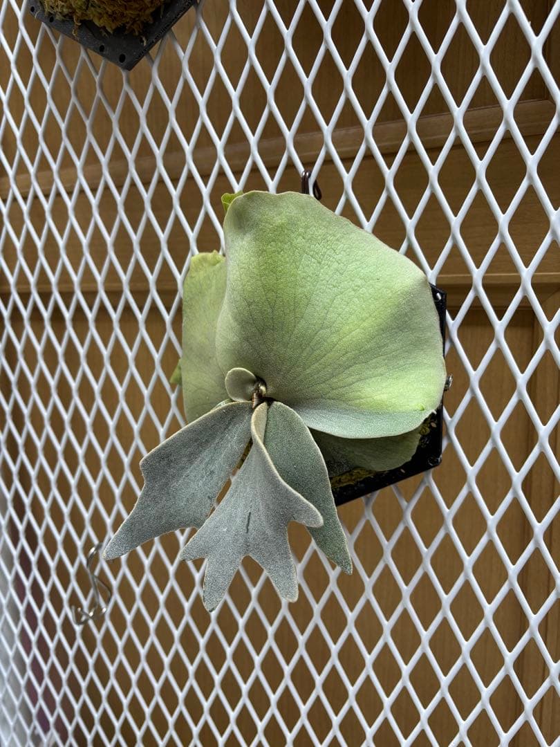 プラチナム　× ボゴールスーダン　オアシスタグ付き