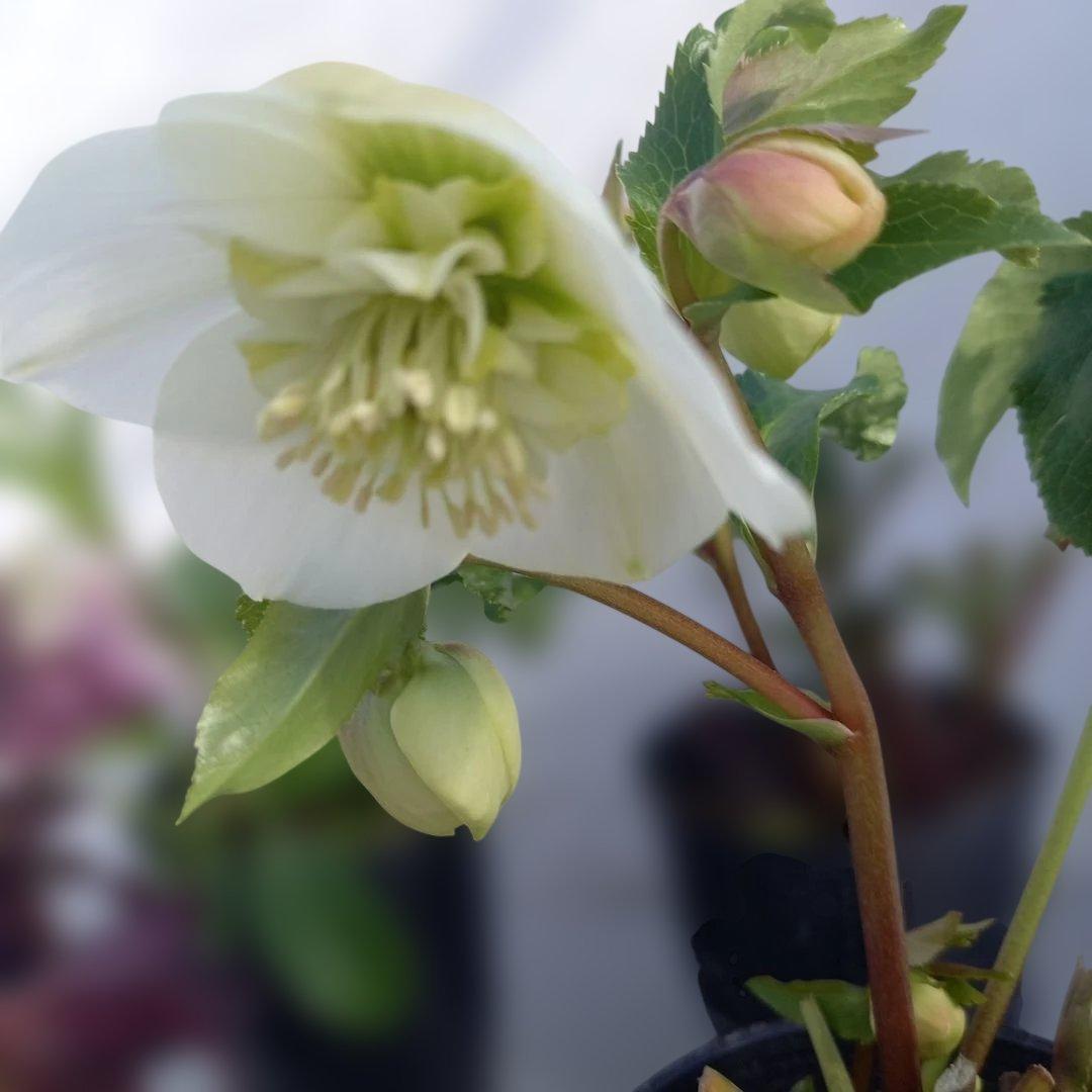 専用、お買い得！クリスマスローズ5個セット