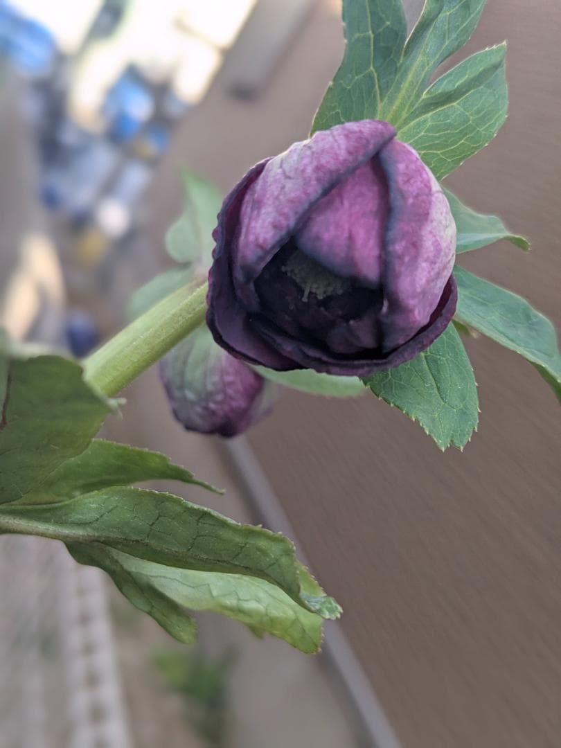 DD絞り ダークレッド系　（ブラック×グロスレッド・モーリーhyb）加藤農園