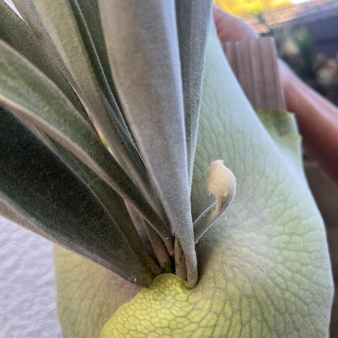 ビカクシダ ビーチーシルバー