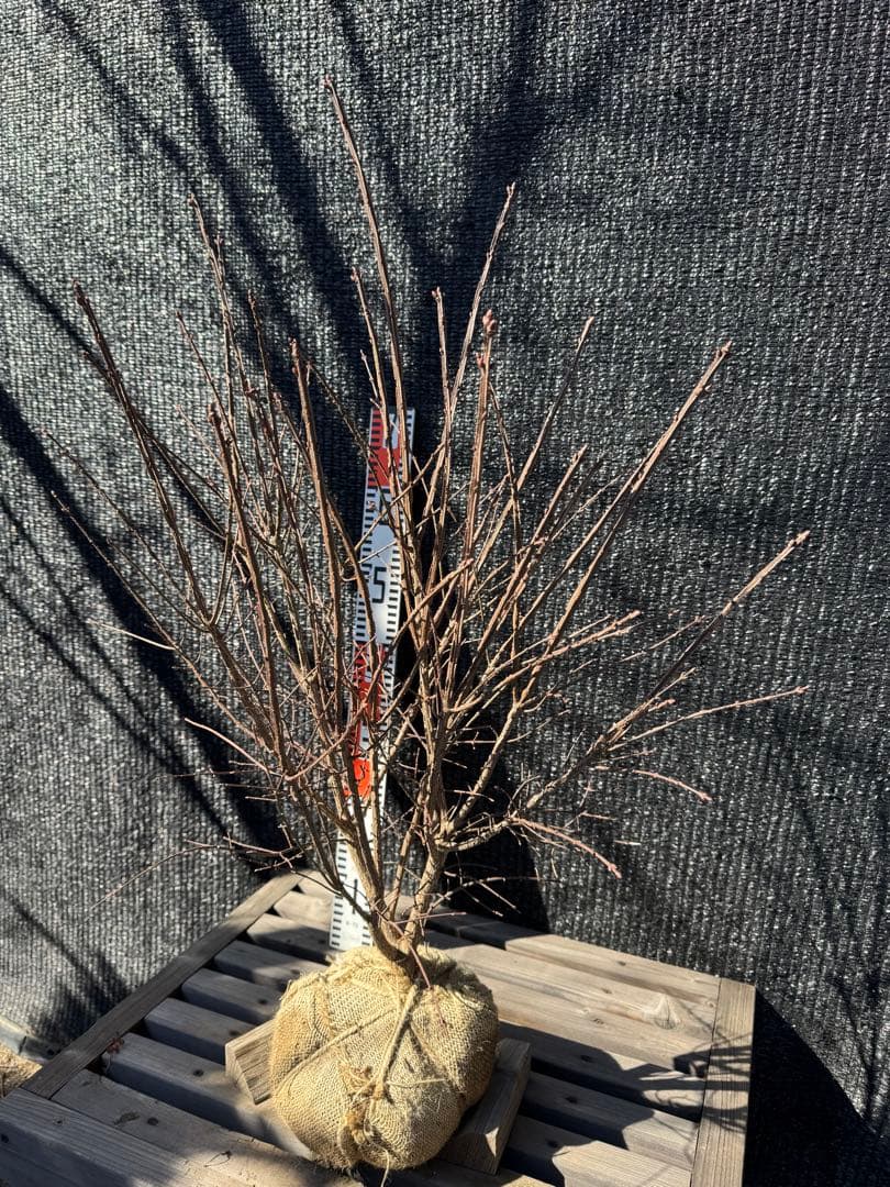 ニシキギ　コンパクタ　【品番3539】