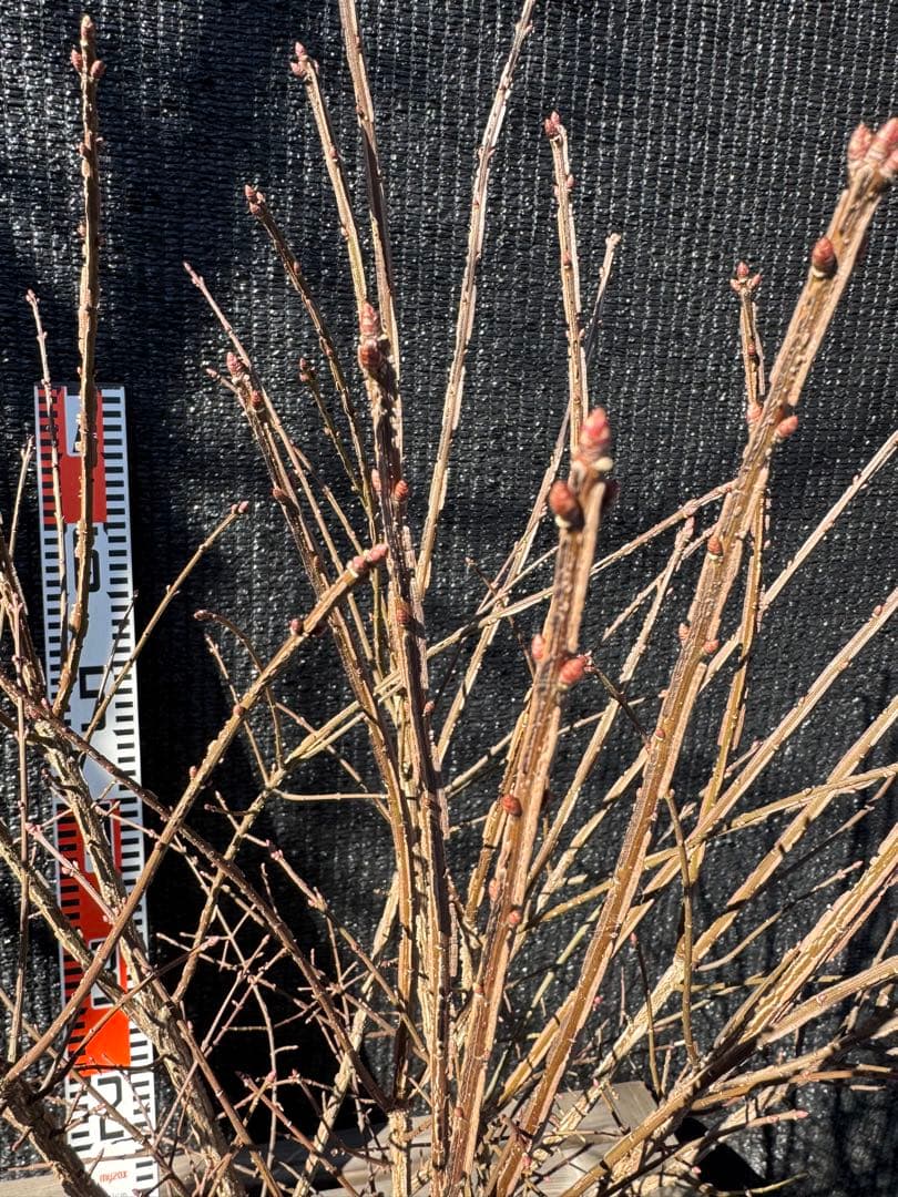 ニシキギ　コンパクタ　【品番3539】