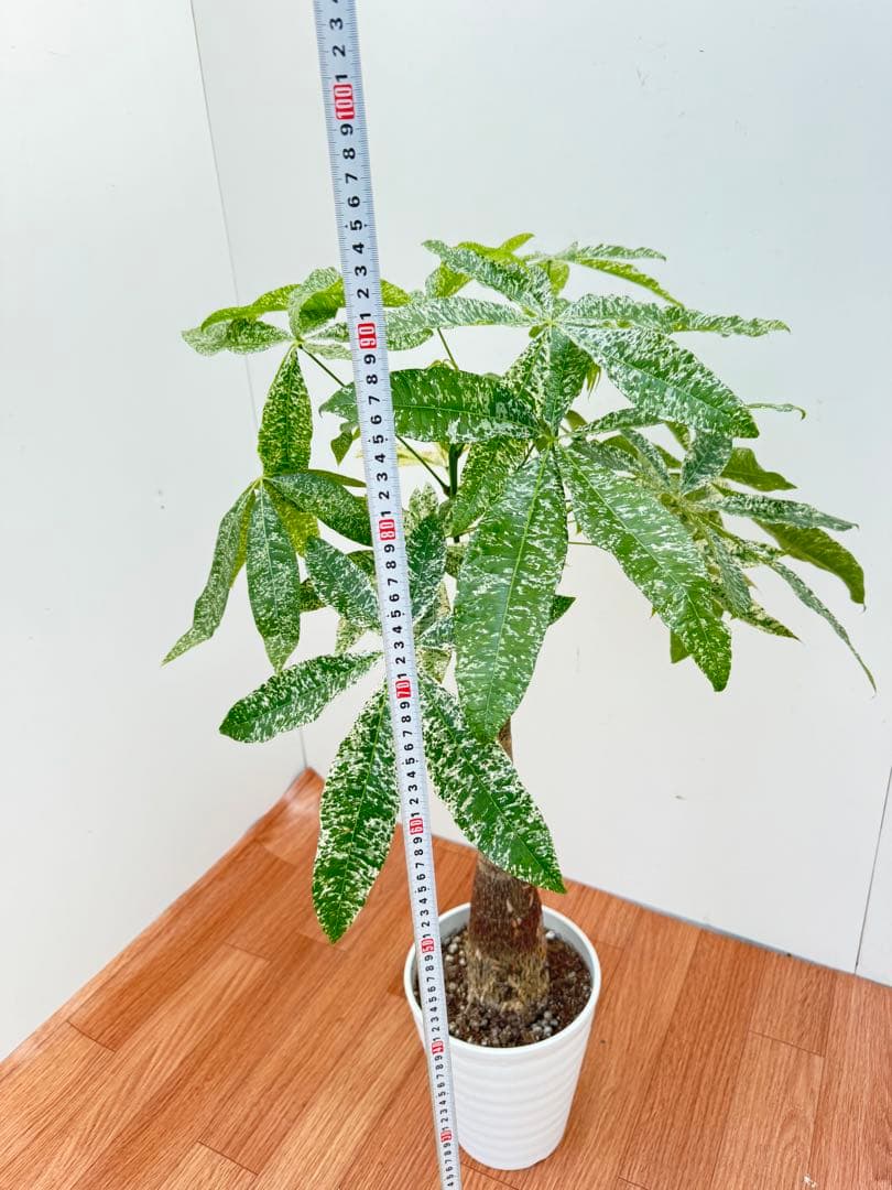 パキラ　ミルキーウェイ　3