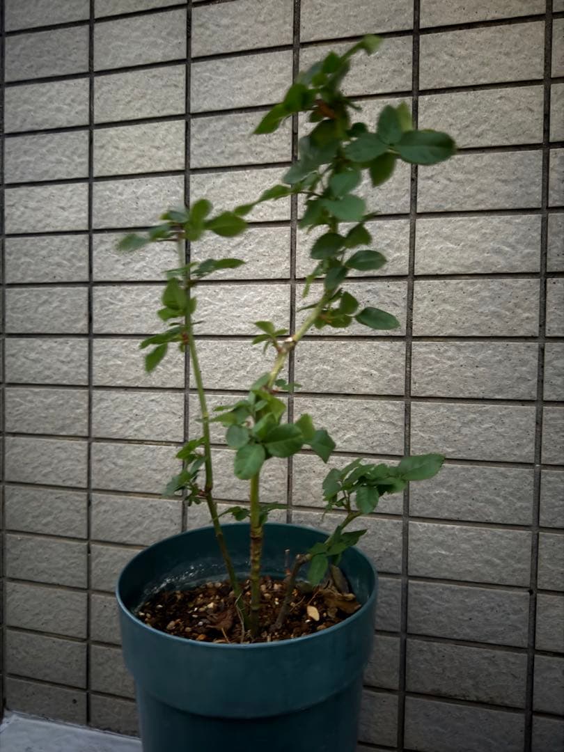 バラ苗