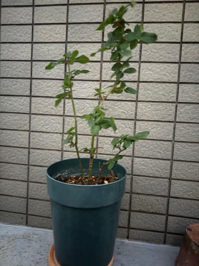 バラ苗