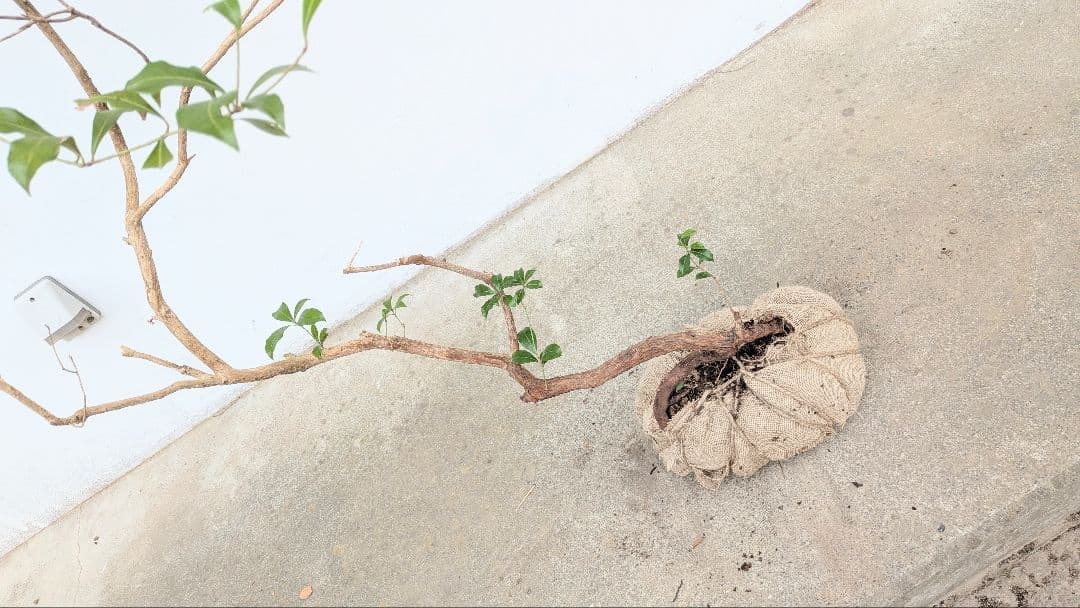 孤高。山採りアセビ。