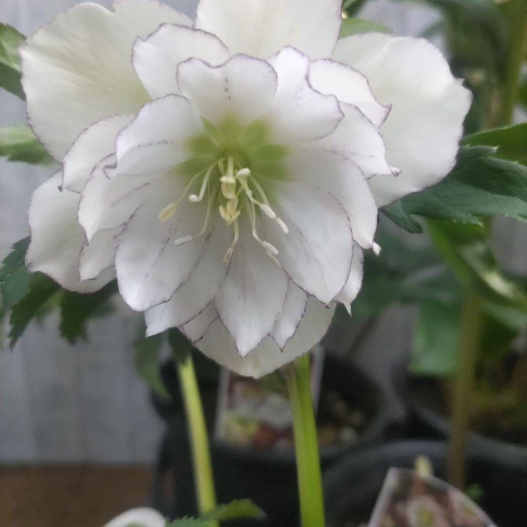 ７日入荷⭐️クリスマスローズダブル咲き⭐️８鉢セット