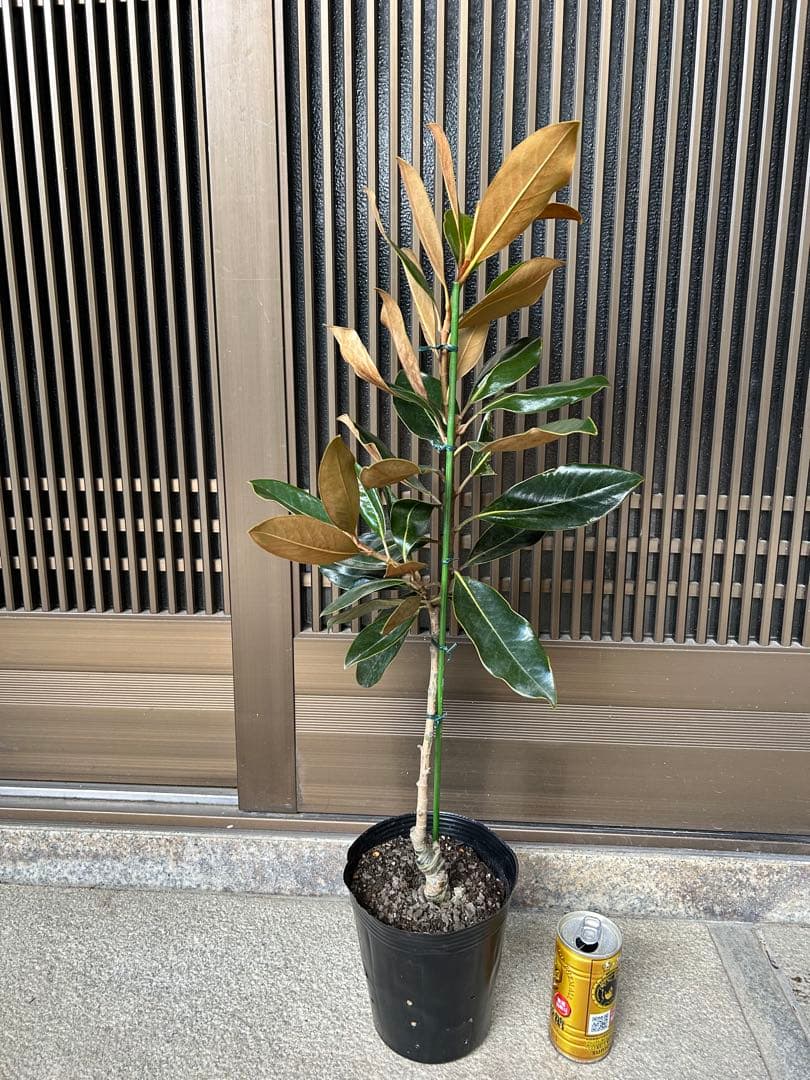 今人気　常緑タイサンボク　リトルジェム 接木株