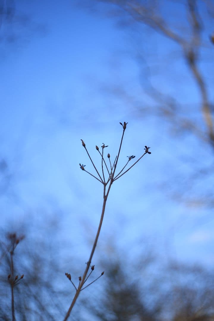 HELIOS-44 58mm F2 silver《MMZ製》【光学美品】