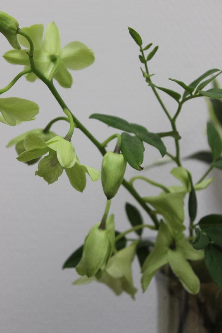 【レンズ４本セット】Canon EOS デジタル一眼レフカメラ Kiss X5