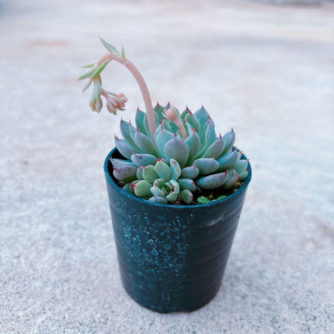 ザラゴーサSPノバ