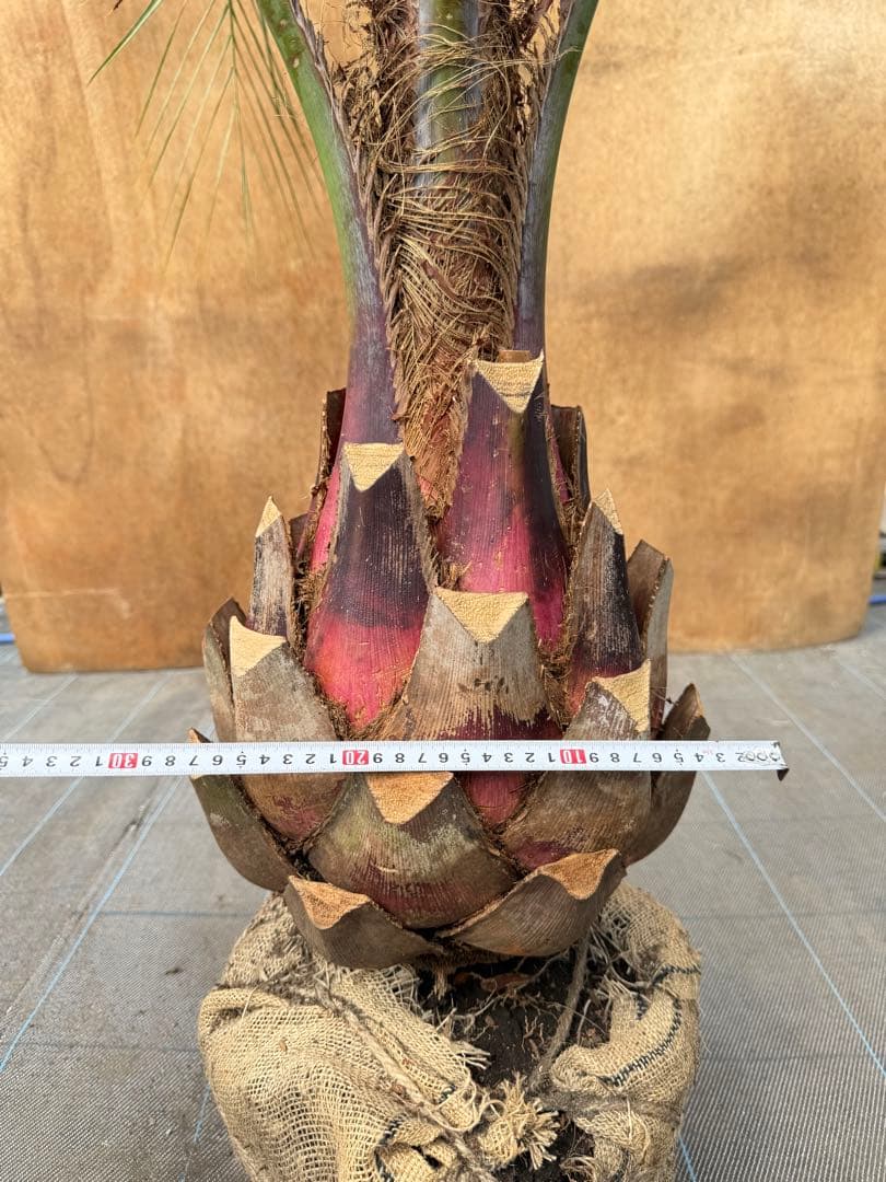 ココスヤシシルバーリーフ【極太】葉先160cm幹回り90cm 幹高40cm