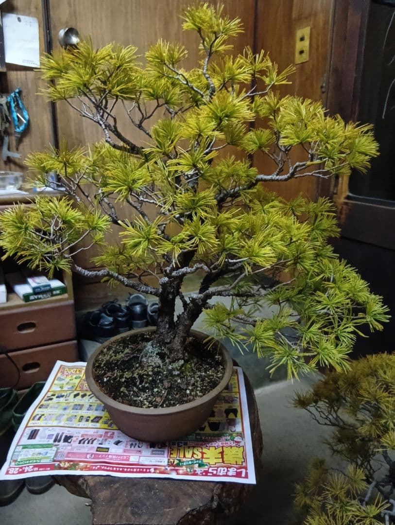 五葉松（かなり年数持ち込み古い）