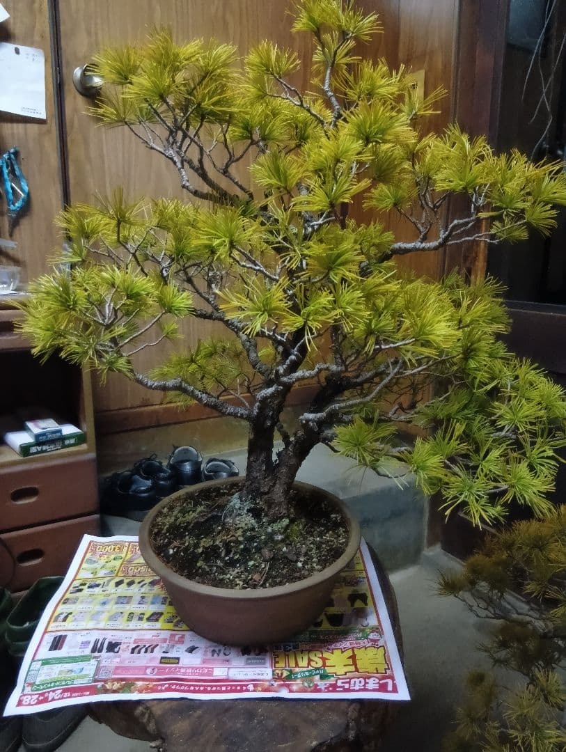 五葉松（かなり年数持ち込み古い）
