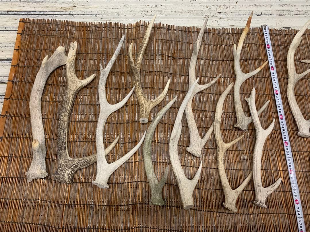 9kg 20本 鹿の角　エゾシカ　角 端材　アクセサリー　パーツ素材