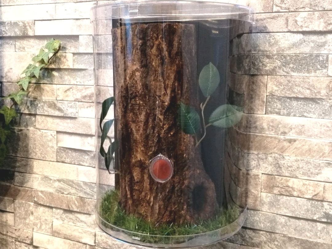 新リアルタイプ！オオクワ　壁掛け　飼育　テラリウム　2022 クワガタ
