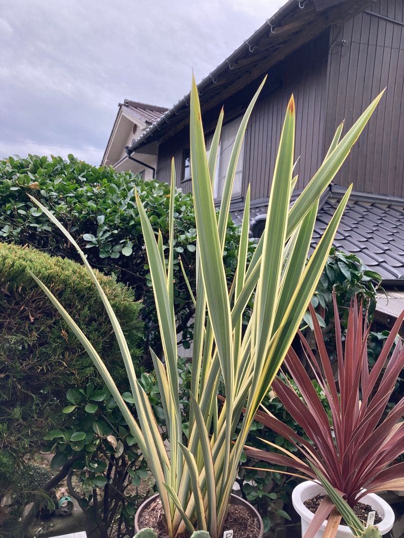 ドライガーデンＰセット鉢ごと配送致します。