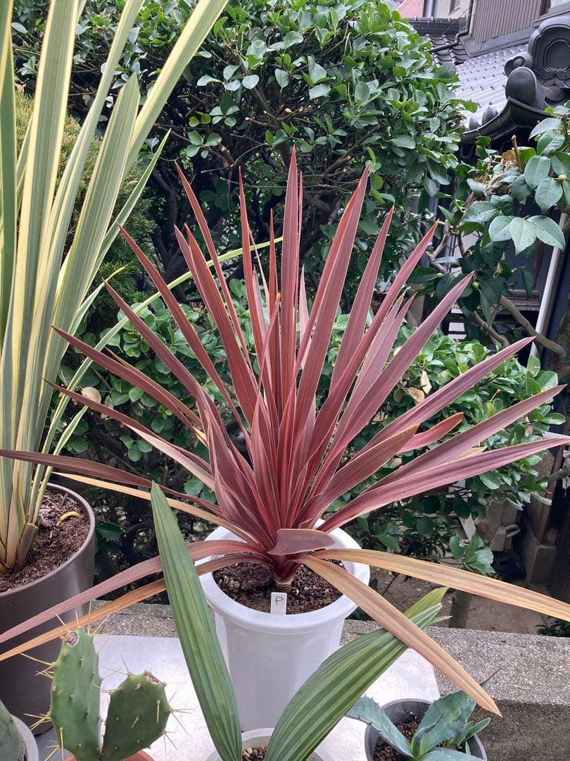 ドライガーデンＰセット鉢ごと配送致します。