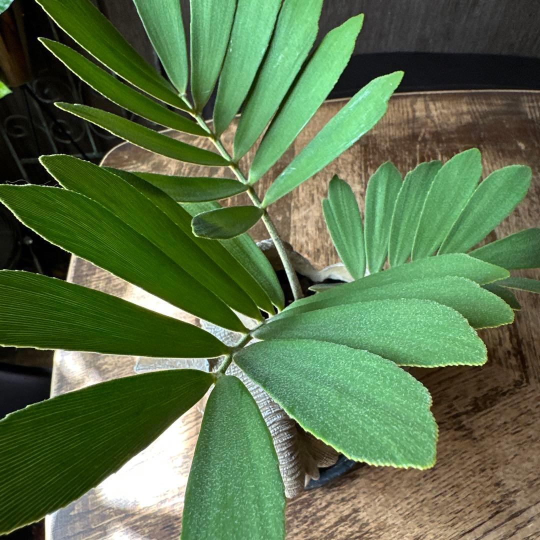 象型観葉植物 鉢植え