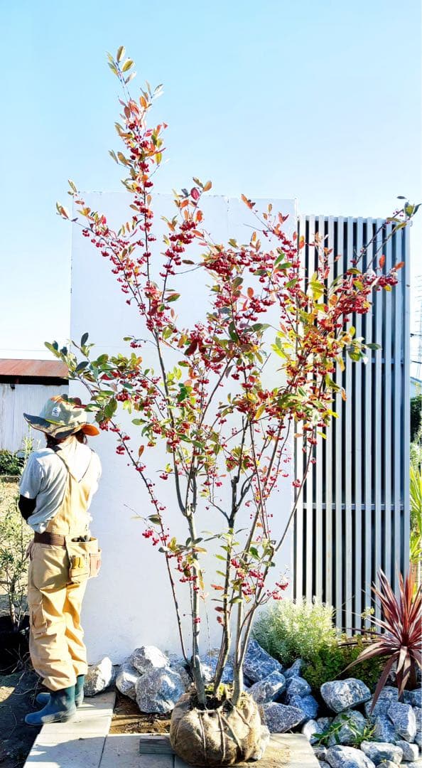 優良株。アロニアクックベリー株立ち2.7M(鉢底から)品番A